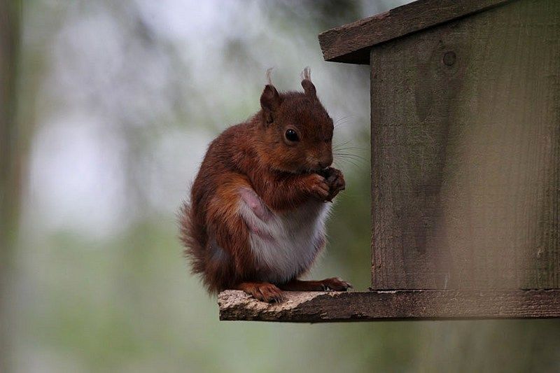 IMAGE: http://i33.photobucket.com/albums/d91/kawwauser/redsquirel_zps171747da.jpg