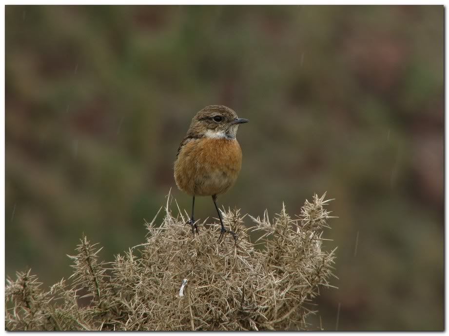 IMAGE: http://i33.photobucket.com/albums/d91/kawwauser/rfst13.jpg