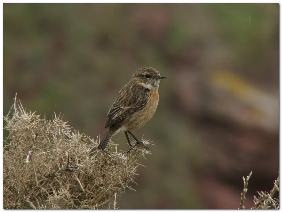 IMAGE: http://i33.photobucket.com/albums/d91/kawwauser/rfst14.jpg