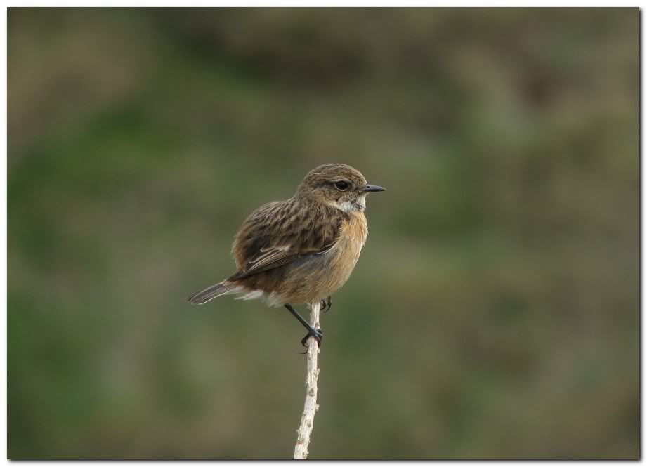 IMAGE: http://i33.photobucket.com/albums/d91/kawwauser/rfst8.jpg