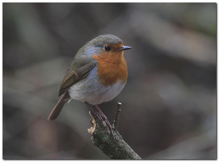 IMAGE: http://i33.photobucket.com/albums/d91/kawwauser/rob5.jpg