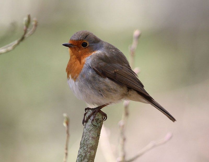 IMAGE: http://i33.photobucket.com/albums/d91/kawwauser/robin2-2_zpsd6eebf0b.jpg