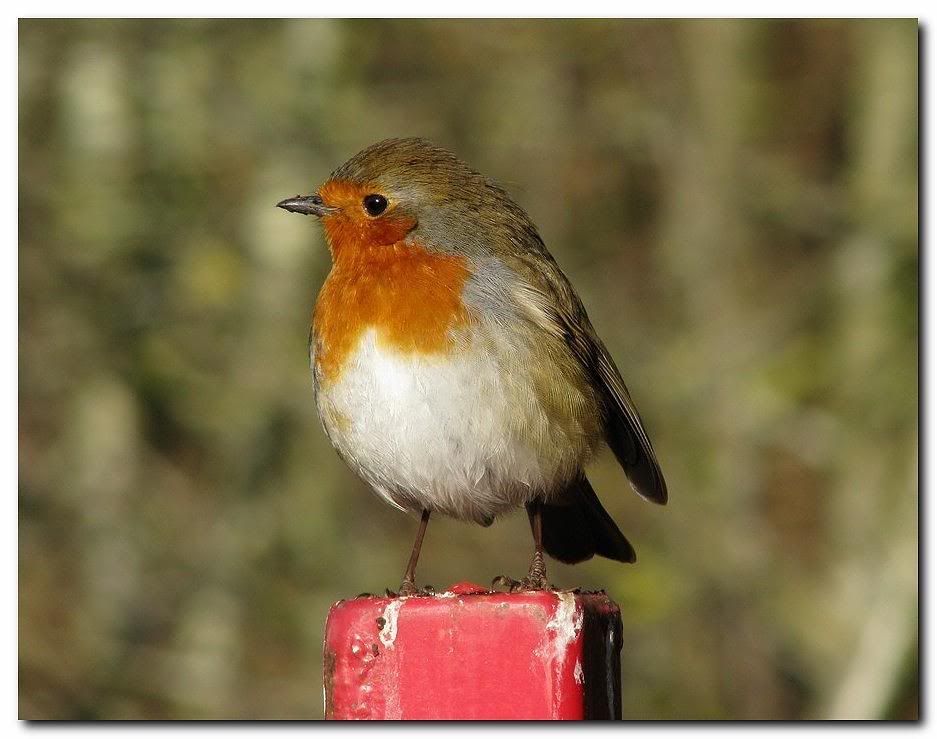 IMAGE: http://i33.photobucket.com/albums/d91/kawwauser/robin555.jpg