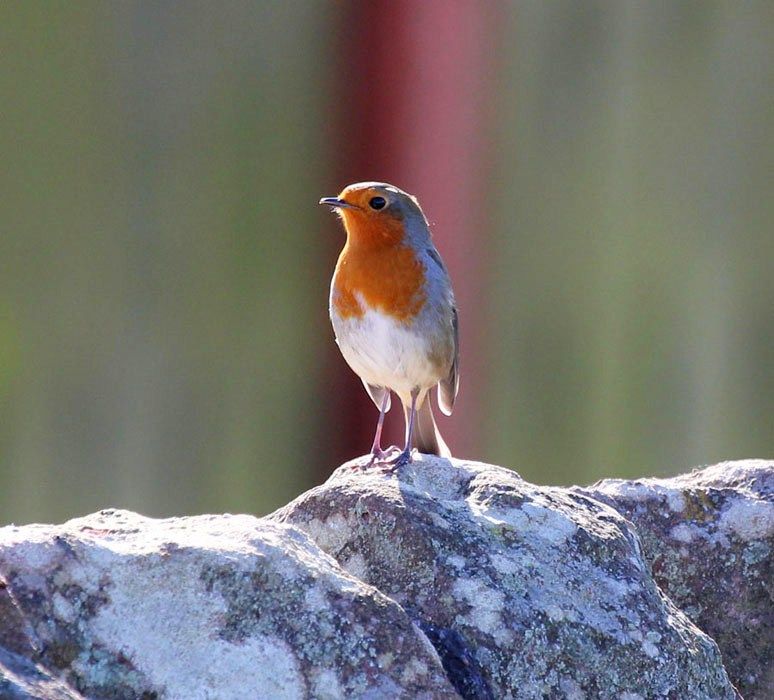 IMAGE: http://i33.photobucket.com/albums/d91/kawwauser/robind8.jpg