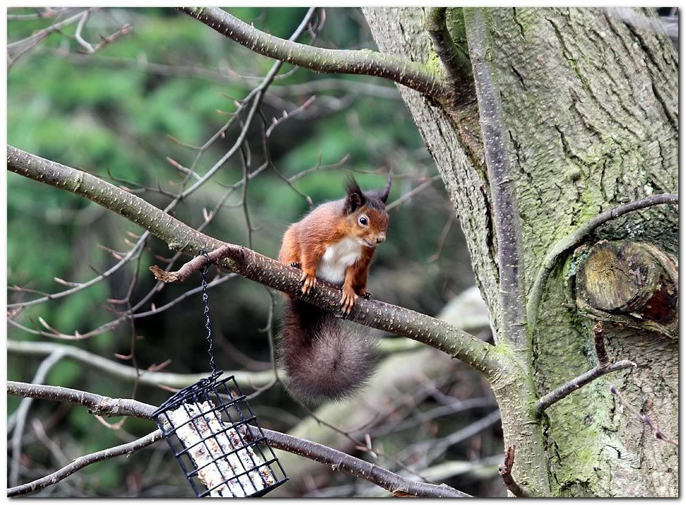 IMAGE: http://i33.photobucket.com/albums/d91/kawwauser/rss20.jpg