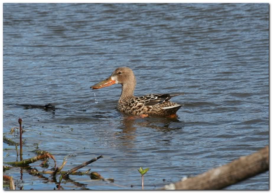 IMAGE: http://i33.photobucket.com/albums/d91/kawwauser/shovelar2297.jpg