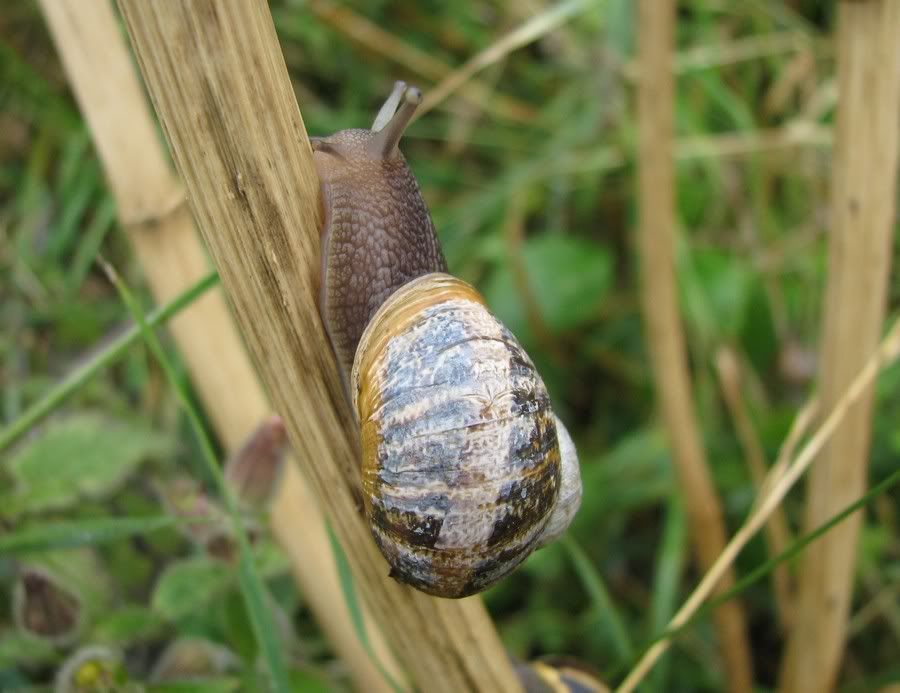 IMAGE: http://i33.photobucket.com/albums/d91/kawwauser/snail2.jpg