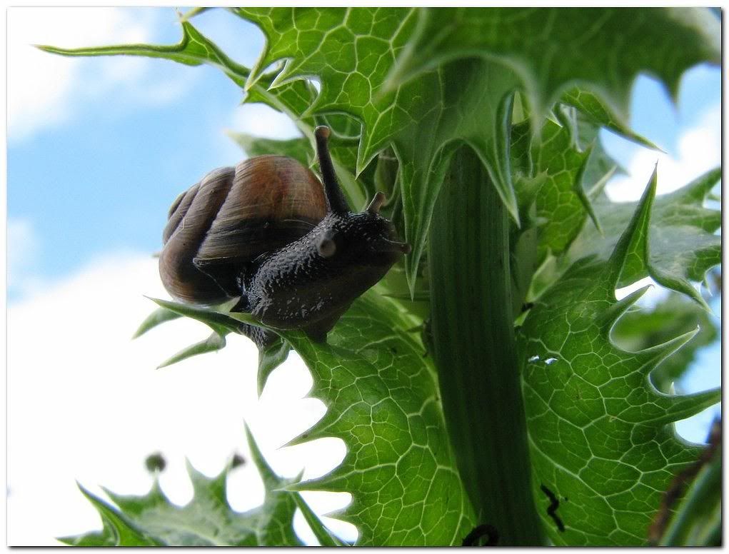 IMAGE: http://i33.photobucket.com/albums/d91/kawwauser/snail9.jpg