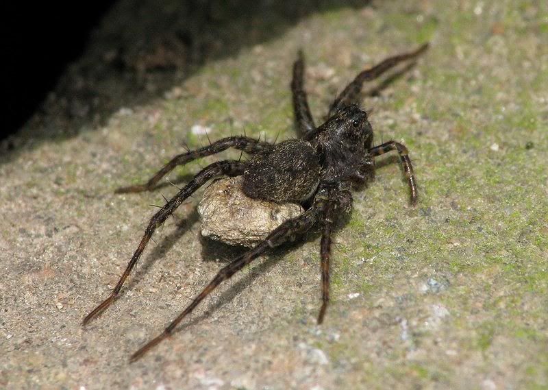 IMAGE: http://i33.photobucket.com/albums/d91/kawwauser/spd2b.jpg