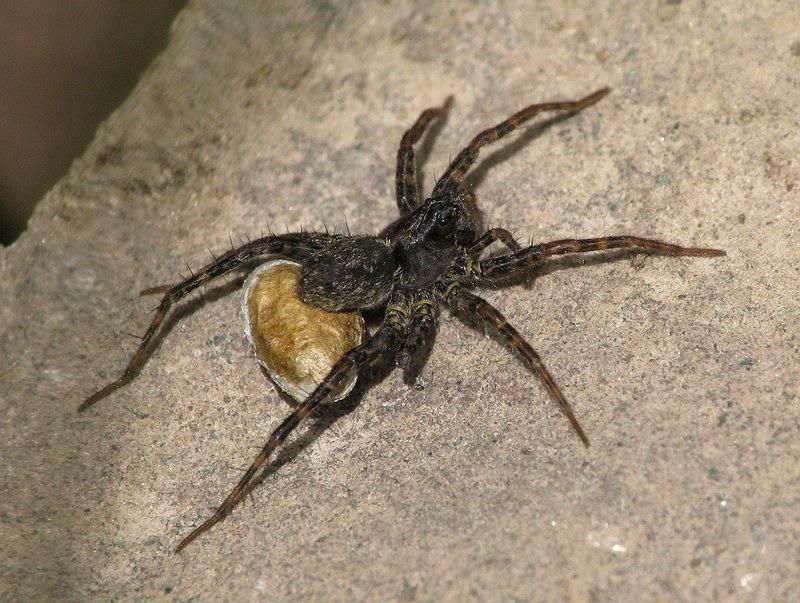 IMAGE: http://i33.photobucket.com/albums/d91/kawwauser/spdb.jpg