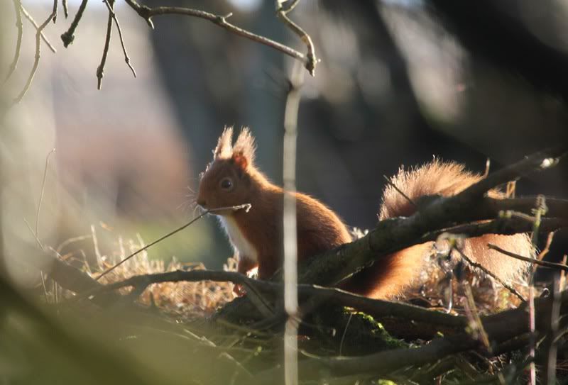 IMAGE: http://i33.photobucket.com/albums/d91/kawwauser/ssq1.jpg