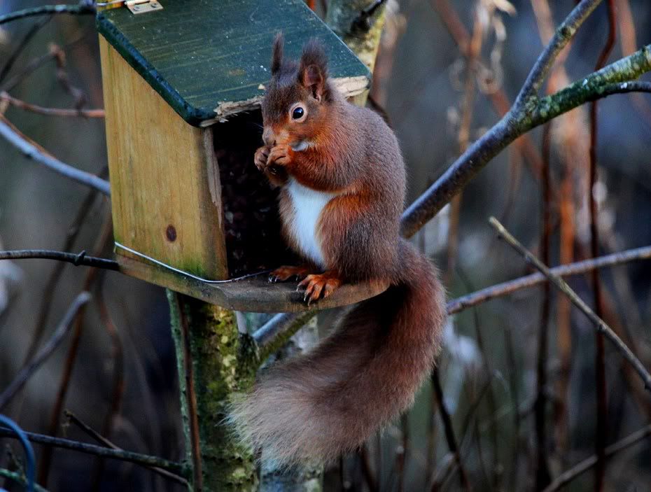 IMAGE: http://i33.photobucket.com/albums/d91/kawwauser/ssq3.jpg