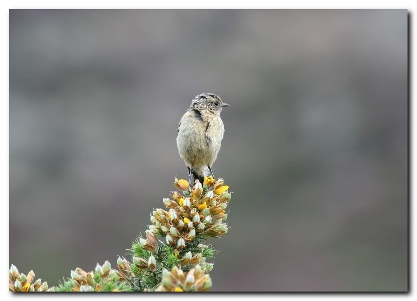 IMAGE: http://i33.photobucket.com/albums/d91/kawwauser/st11.jpg