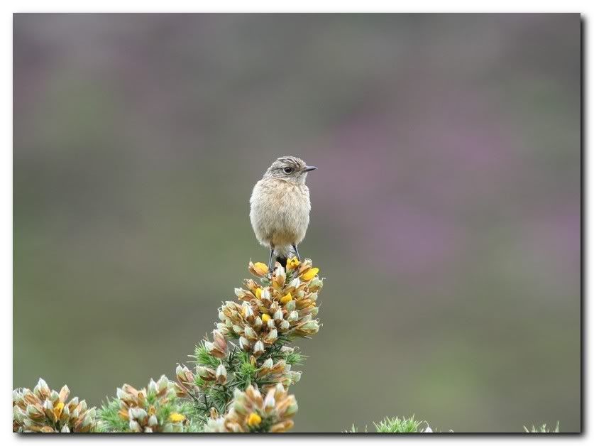 IMAGE: http://i33.photobucket.com/albums/d91/kawwauser/st7.jpg