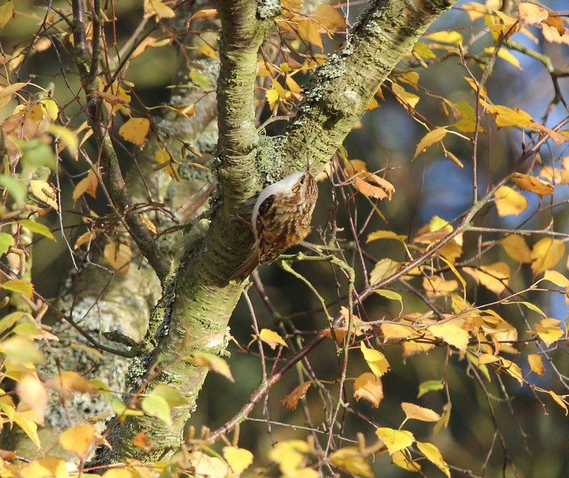 IMAGE: http://i33.photobucket.com/albums/d91/kawwauser/treecreeper_zps403ab0f1.jpg