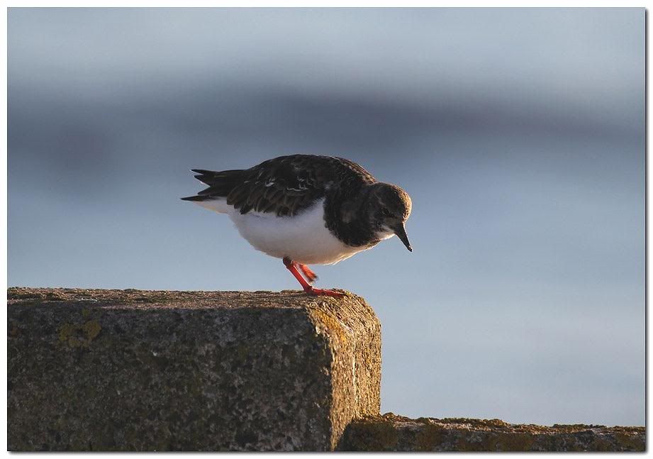 IMAGE: http://i33.photobucket.com/albums/d91/kawwauser/turnst4cb.jpg