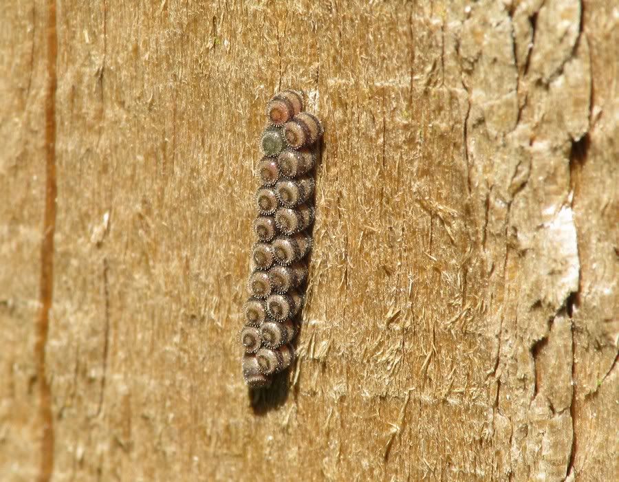 IMAGE: http://i33.photobucket.com/albums/d91/kawwauser/unknown.jpg