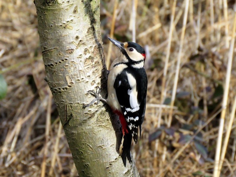 IMAGE: http://i33.photobucket.com/albums/d91/kawwauser/w1_zpsonro1bcw.jpg