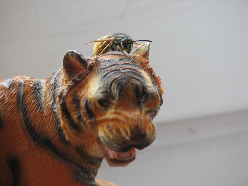 tiger w/wasp