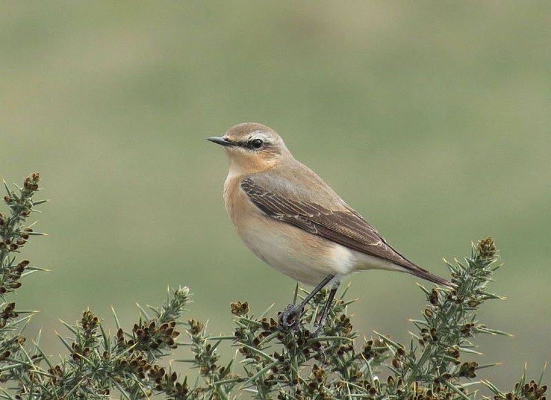 IMAGE: http://i33.photobucket.com/albums/d91/kawwauser/whetear2_zps2e67ff6e.jpg