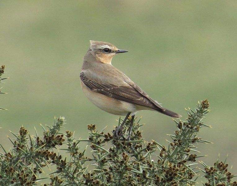 IMAGE: http://i33.photobucket.com/albums/d91/kawwauser/whetear_zpsbc2d1f8e.jpg