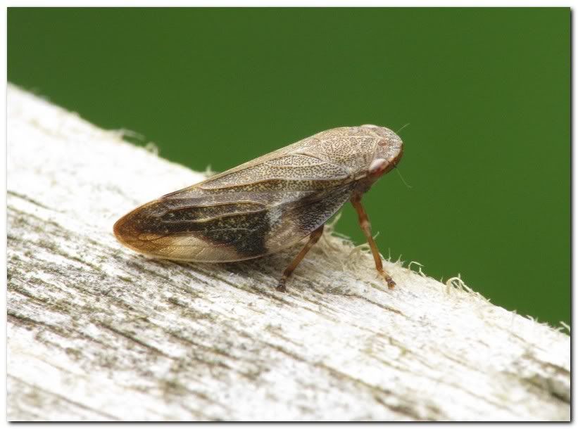 IMAGE: http://i33.photobucket.com/albums/d91/kawwauser/x5.jpg