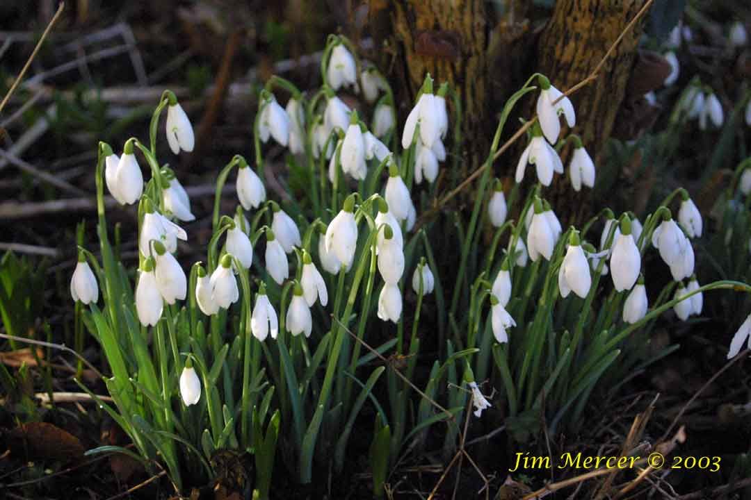 re: favorite flowers