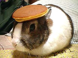 rabbit.jpg