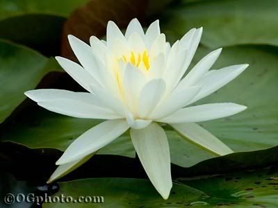 whitewaterlily.jpg