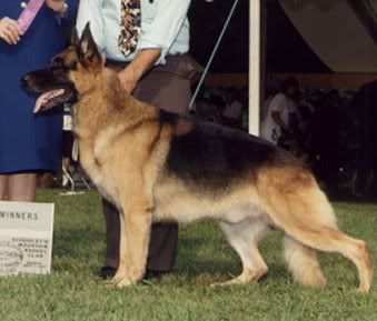 Can & UKC Ch Logan Am/Can UD, SchH1 (Canadian Group Winner)