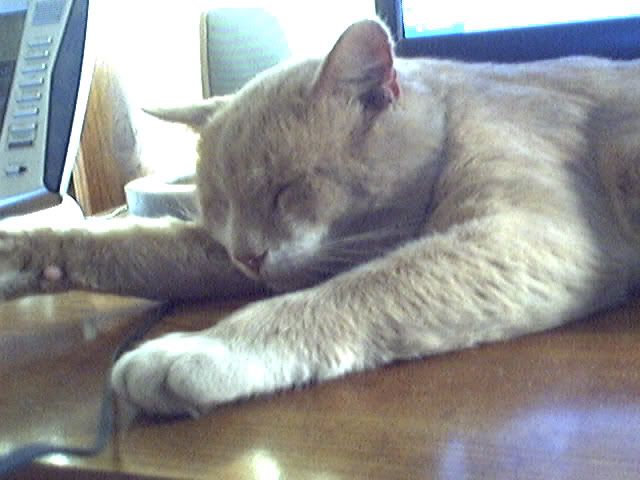 George sleeping on the computer desk Pictures, Images and Photos