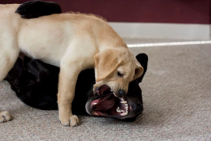 IMAGE: http://i33.photobucket.com/albums/d94/scottycameron/IMG_0769_1.jpg