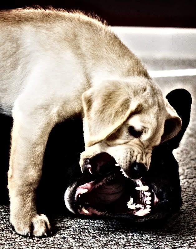 IMAGE: http://i33.photobucket.com/albums/d94/scottycameron/brockdominating1of1copy.jpg