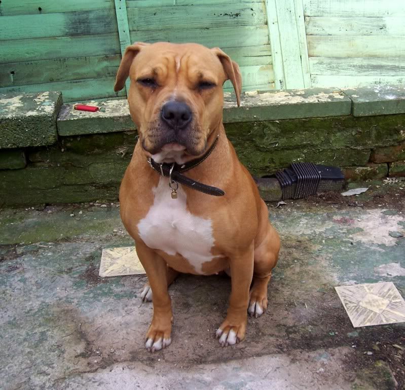 american bulldog cross. This is Ruby, American Bulldog