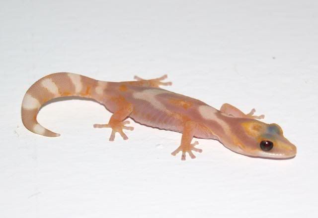 geckos065.jpg