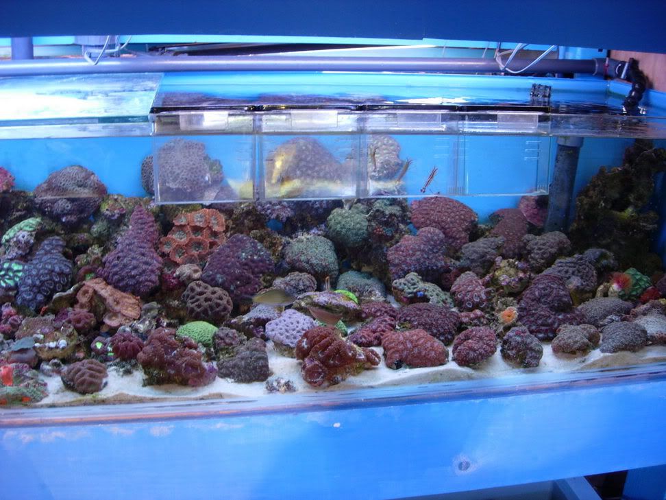 Did I mention the had a lot of corals for sale