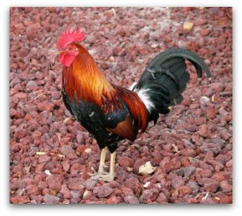 Bantam Rooster Breeds