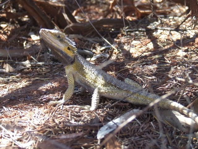 kalgoorlie282.jpg