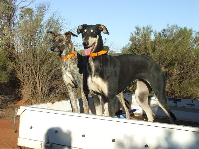 roodogs109.jpg