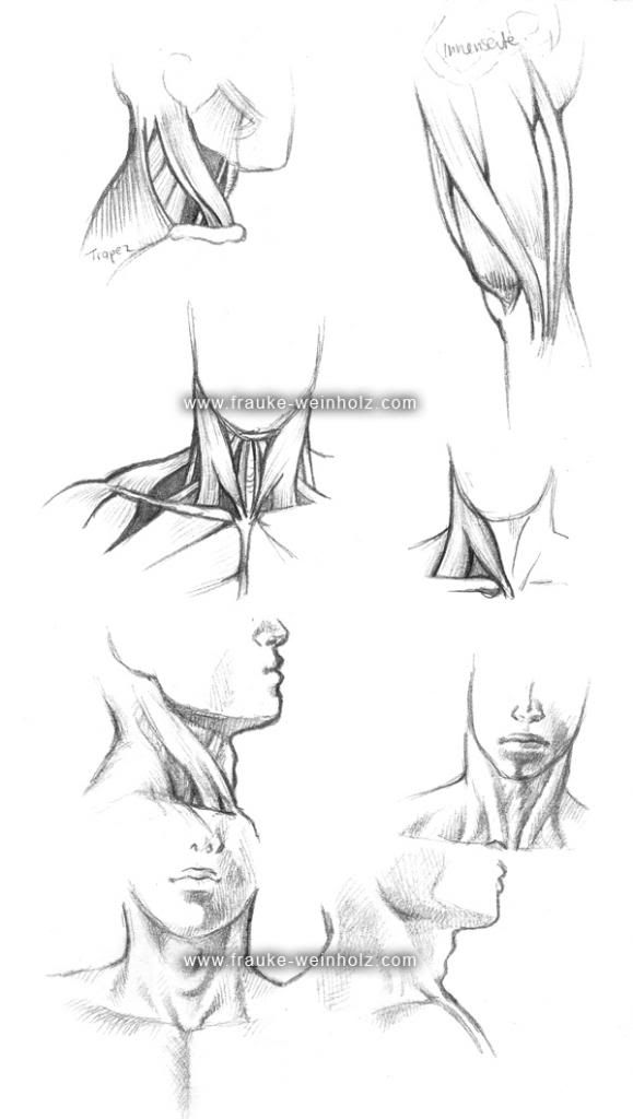  photo anatomiehals_zpse70ab447.jpg