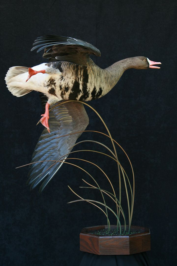 Any phtos of specklebelley mounts ( flying/landing) Refuge Forums