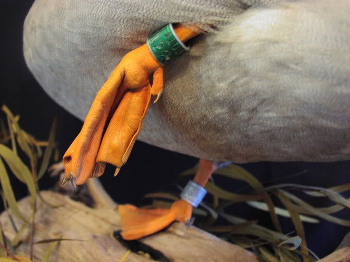 Thoughts on mounting double banded Black Refuge Forums