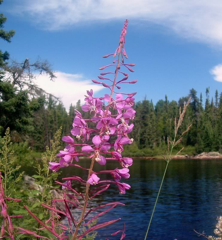 Fireweed Pictures, Images and Photos