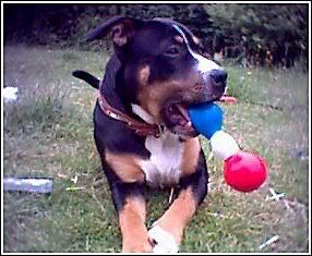 Liver Coloured Staffy