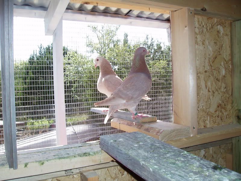 Show pigeons pics if have them BackYard Chickens Learn How to Raise