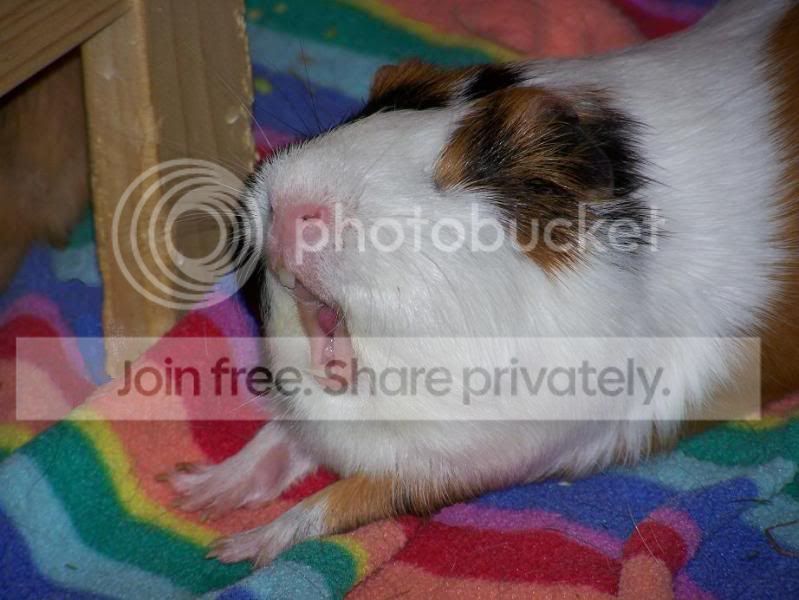 Yawn.jpg