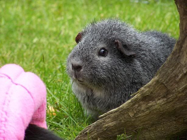 Zoe-1.jpg