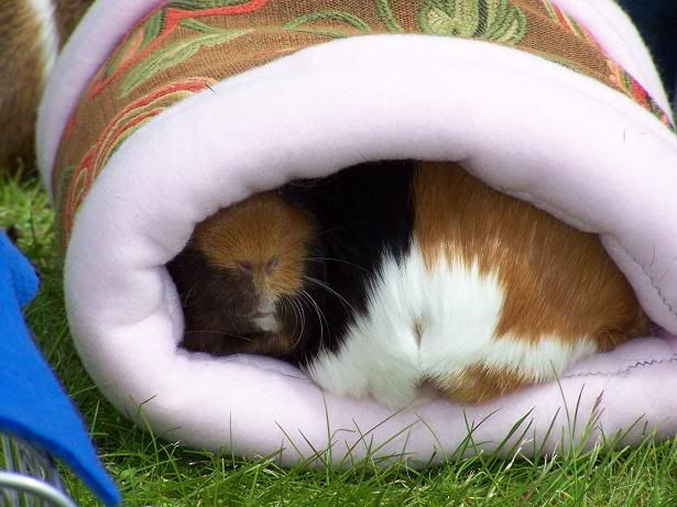 zzz-Butt-Face.jpg