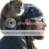 Image hosting by Photobucket