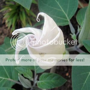 datura inoxia white devil s trumpet 10 seeds datura inoxia